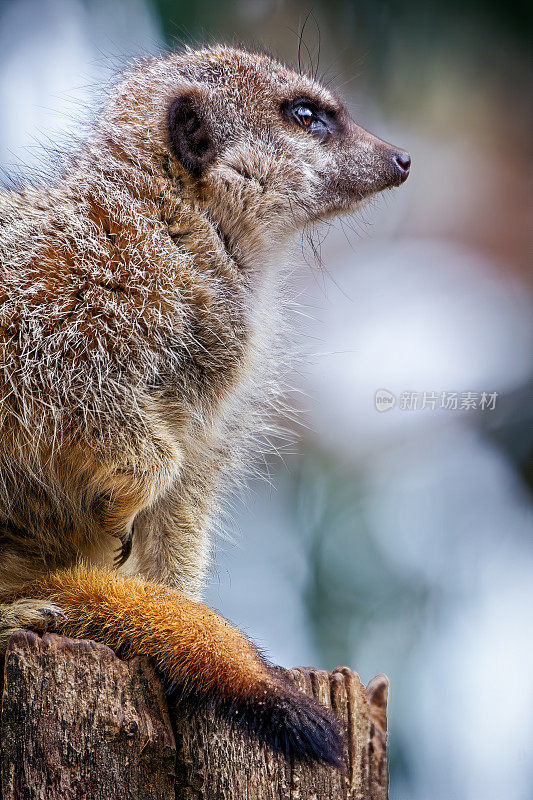 猫鼬 (Suricata suricatta)